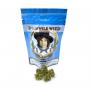 Jack Herer - "Billy The Weed" - Wild Wild Weed Greenhouse