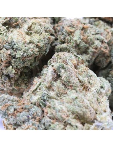 CH Red Bud - Genuine Swiss