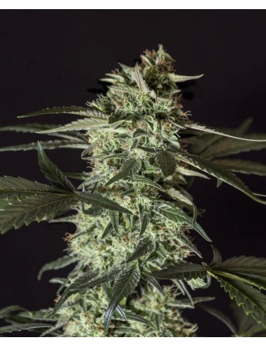 Graines CBD Medizinal - Genehtik