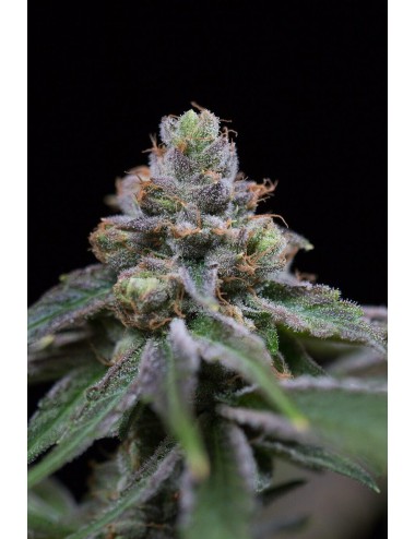 Mota CBD Rich Autoflowering Samen - Lamota