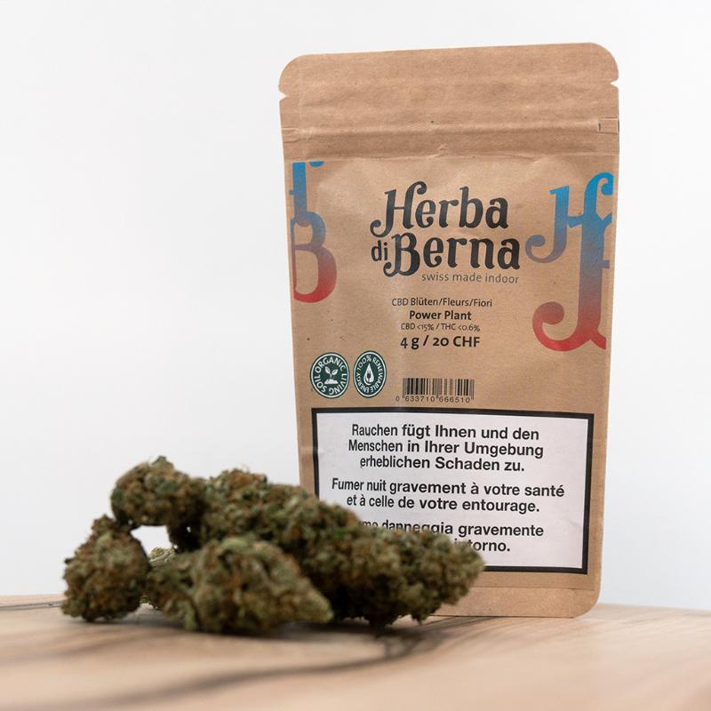 Herba di Berna - Power Plant Indoor (CHF 20.