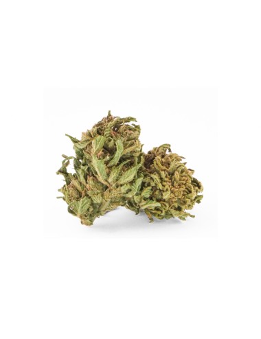 Cannatura - Wild Outdoor (CHF 21.90/5g)
