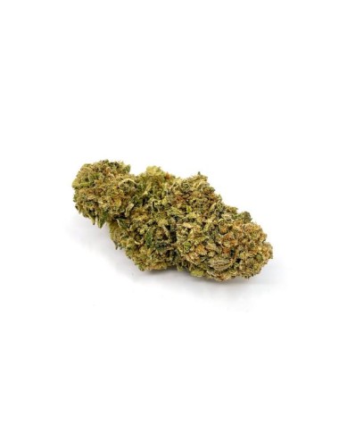 CK Seeds - Blueberry Kush (3 Stk.) feminisiert