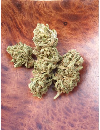 Nanny Queen - Paradise Weeds - CBD Schweiz