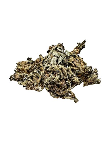 Pirate - Paradise Weeds - Outdoor - Cannabis CBD Suisse