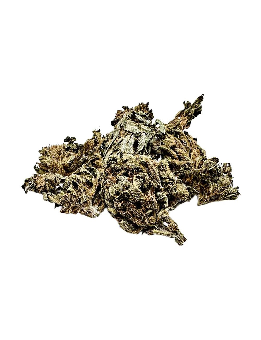 Pirate - Paradise Weeds - Outdoor - Cannabis CBD Schweiz