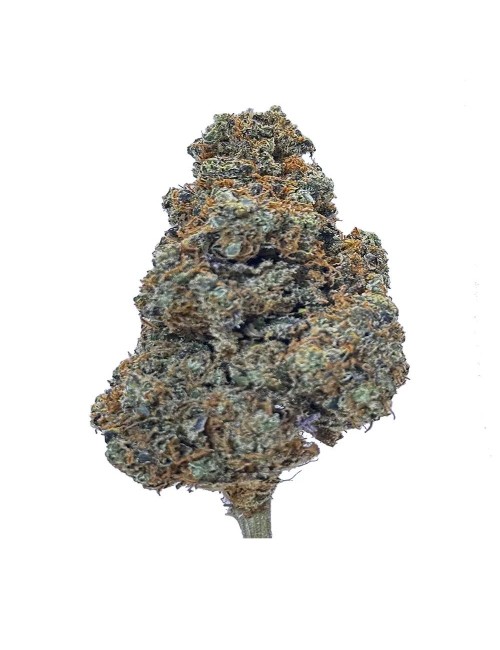 Lemon Cherry - Indoor - Paradise Weeds