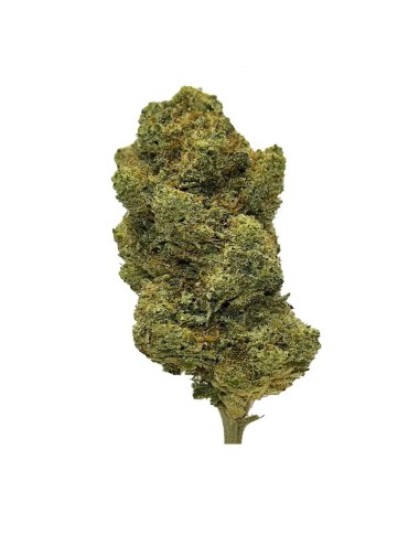 Jet Fuel Gelato - Indoor - Paradise Weeds