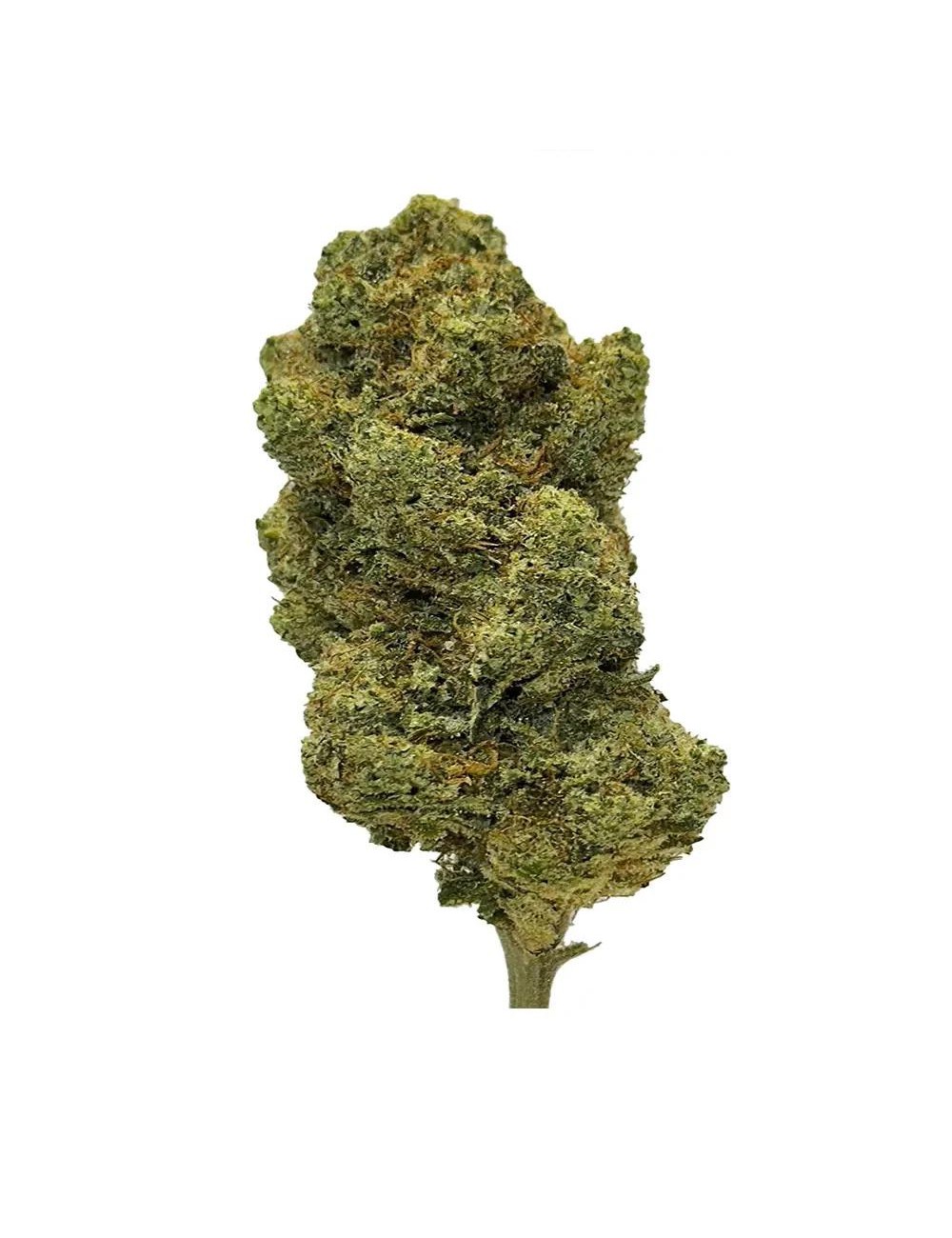 Jet Fuel Gelato - Indoor - Paradise Weeds