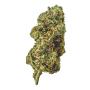 Grape Gasoline - Indoor - Paradise Weeds Indoor