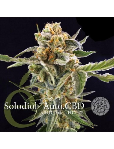 Graines Solodiol Auto CBD - Elite Seeds