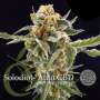 Solodiol Auto CBD seeds - Elite Seeds, Cuttings and seeds