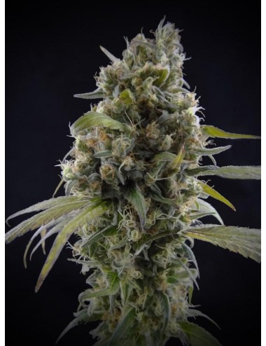 Graines Classic Solodiol CBD - Elite Seeds