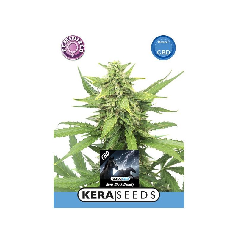 Black Beauty CBD Seeds - Kera Seeds, Cuttings and seeds