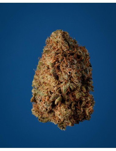 Golden Hill - High Garden - CBD Suisse