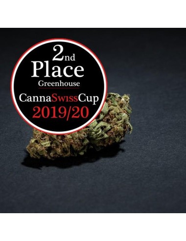 Mango Amnesia Greenhouse - Alplant - Cannabis CBD Suisse