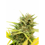 Cannabis Seeds "Very Cherry Berry" - One Premium CBD Seeds -