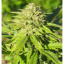 Graines de Cannabis "Fenopure" - Fenocan Boutures et graines