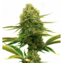Cannabis Samen "Fenoqueen" - Fenocan Stecklinge und Samen