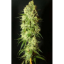 Cannabis Samen "Fenocheese" - Fenocan Stecklinge und Samen