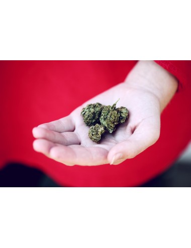 Outdoor Deluxe - CBDeluxe - Schweizer CBD Blüten