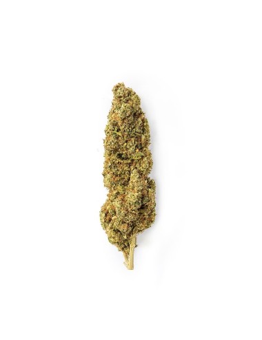 Green Lemon Indoor - Green Passion - Cannabis CBD Suisse