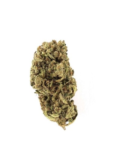 NYC Diesel - Alpinabis