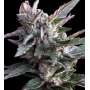 Cannabis Samen "CBD1" - Ace Seeds Stecklinge und Samen