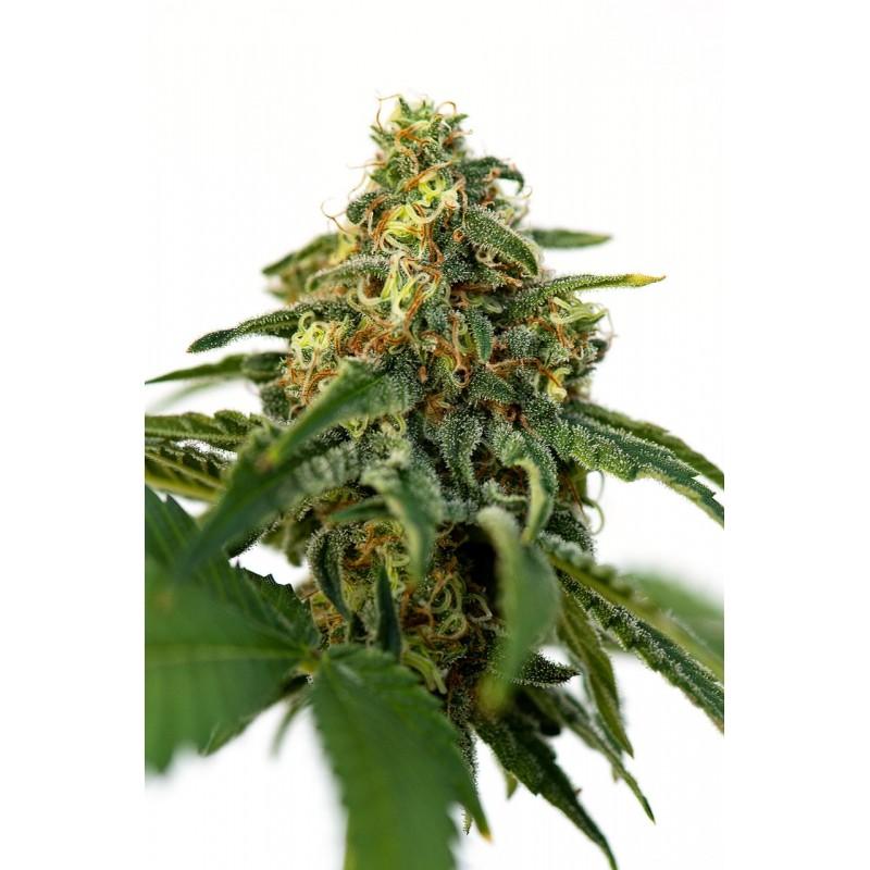 Cannabis Samen "Gourmet" - JYM Seeds Stecklinge und Samen