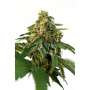 Cannabis Seeds "Sour Fruit" - JYM Seeds