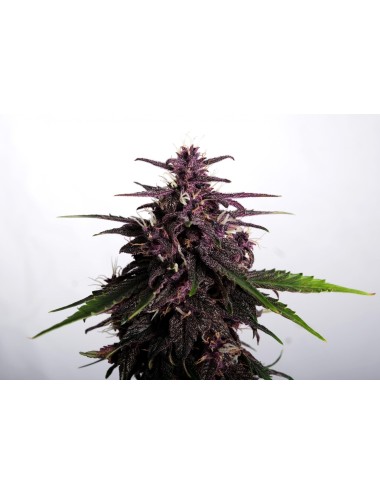 Swiss Dream CBD Samen Autoflower Rosé - Kannabia