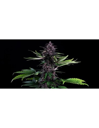 Swiss Dream CBD Samen Autoflower Rosé - Kannabia