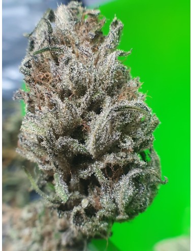 Crystal Kush "Limited Edition" Indoor - Paradise Weeds