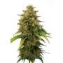 Cannabis Seeds "Züri Diesel" - JYM Seeds