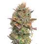 Mango Rambo" cannabis seeds - JYM Seeds