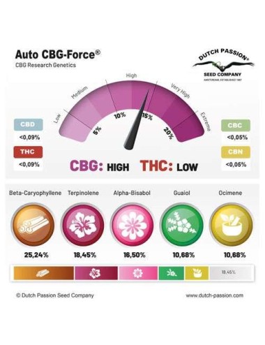 Graines CBG-Force AUTO - Dutch Passion