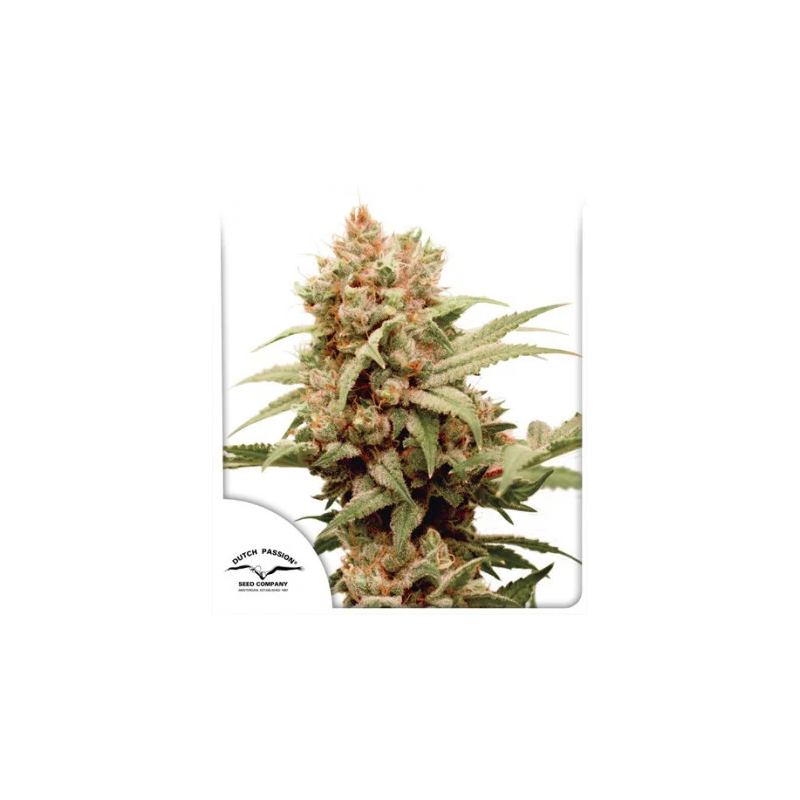 CBG-Force Feminised Seeds - Dutch Passion Cuttings and seeds