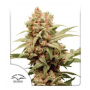 CBG-Force Feminised Seeds - Dutch Passion Cuttings and seeds