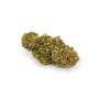 Blueberry Kush CBD Samen Feminisiert - Cannabis King Seed Bank® Stecklinge und Samen