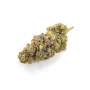 Sugar Kiss CBD Feminized Seeds- Cannabis King Seed Bank
