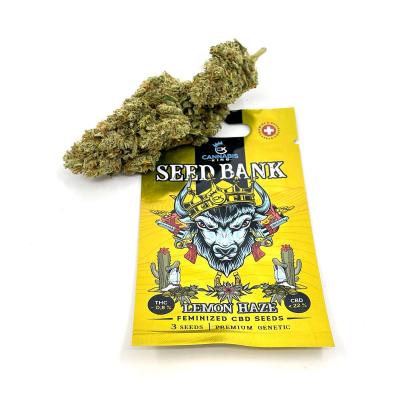 Lemon Haze CBD Graines Feminisée - Cannabis King Seed Bank Premium Genetic® Boutures et graines