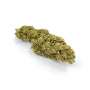 Lemon Haze CBD Feminized Seeds - Cannabis King Genetic® Premium Seed Bank Cuttings and seeds