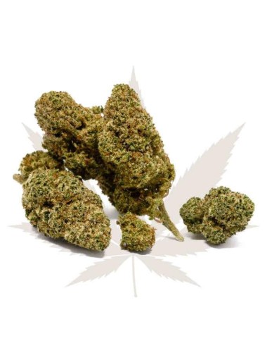 White Widow - Firstclass CBD - Cannabis CBD Suisse