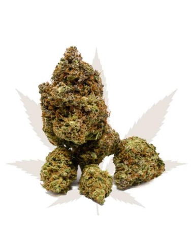 Real Taste One - Firstclass CBD - Cannabis CBD Suisse