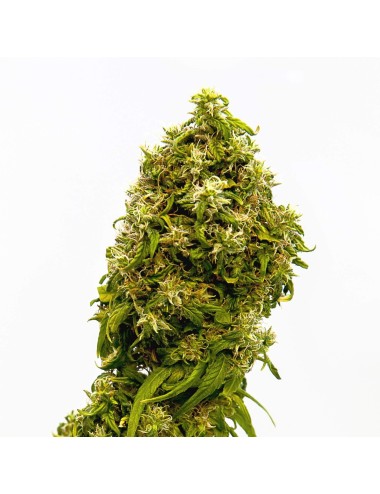 Graines Swiss Dream CBD Autoflower - Kannabia