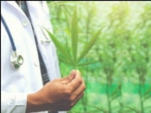 The UN officially recognizes the medical usefulness of cannabis